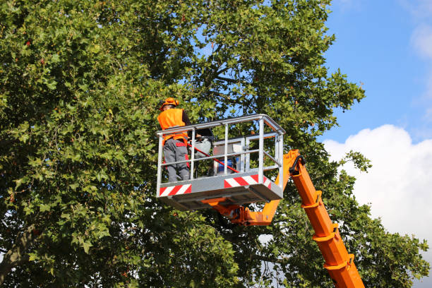 Best Arborist Consultation Services  in Fort Plain, NY