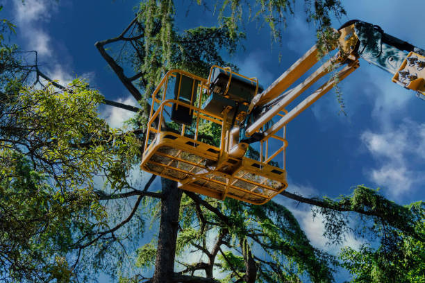 Best Hazardous Tree Removal  in Fort Plain, NY