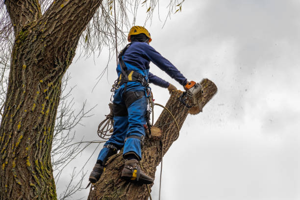 Why Choose Our Tree Removal Services in Fort Plain, NY?